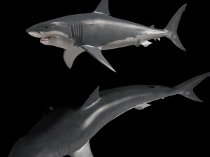 mand&iacute;bulas - grande tubar&atilde;o branco animado em 3D Modelo 3D