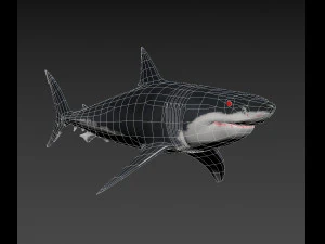 mand&iacute;bulas - grande tubar&atilde;o branco animado em 3D Modelo 3D