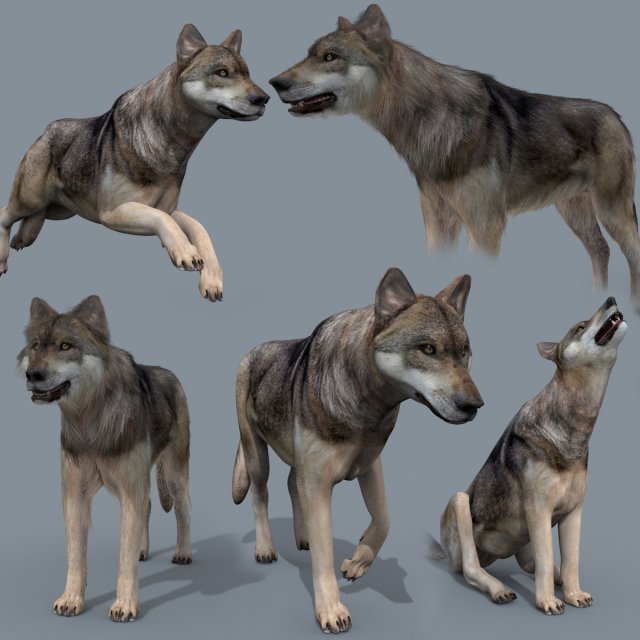 my wolf - 3d animated wolf model Modelo 3D .c4d .max .obj .3ds .fbx .stl .blend 