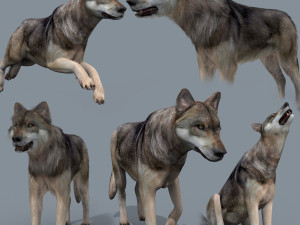 my wolf - 3d animated wolf model 3D Model