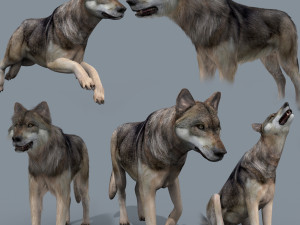 my wolf - 3d animated wolf model 3D Модель