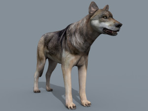my wolf - 3d animated wolf model Modelo 3D