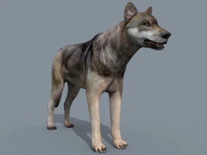 my wolf - 3d animated wolf model 3D Model