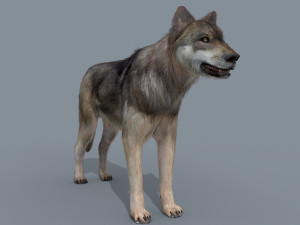 my wolf - 3d animated wolf model Modelo 3D
