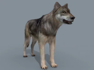 my wolf - 3d animated wolf model 3D Model