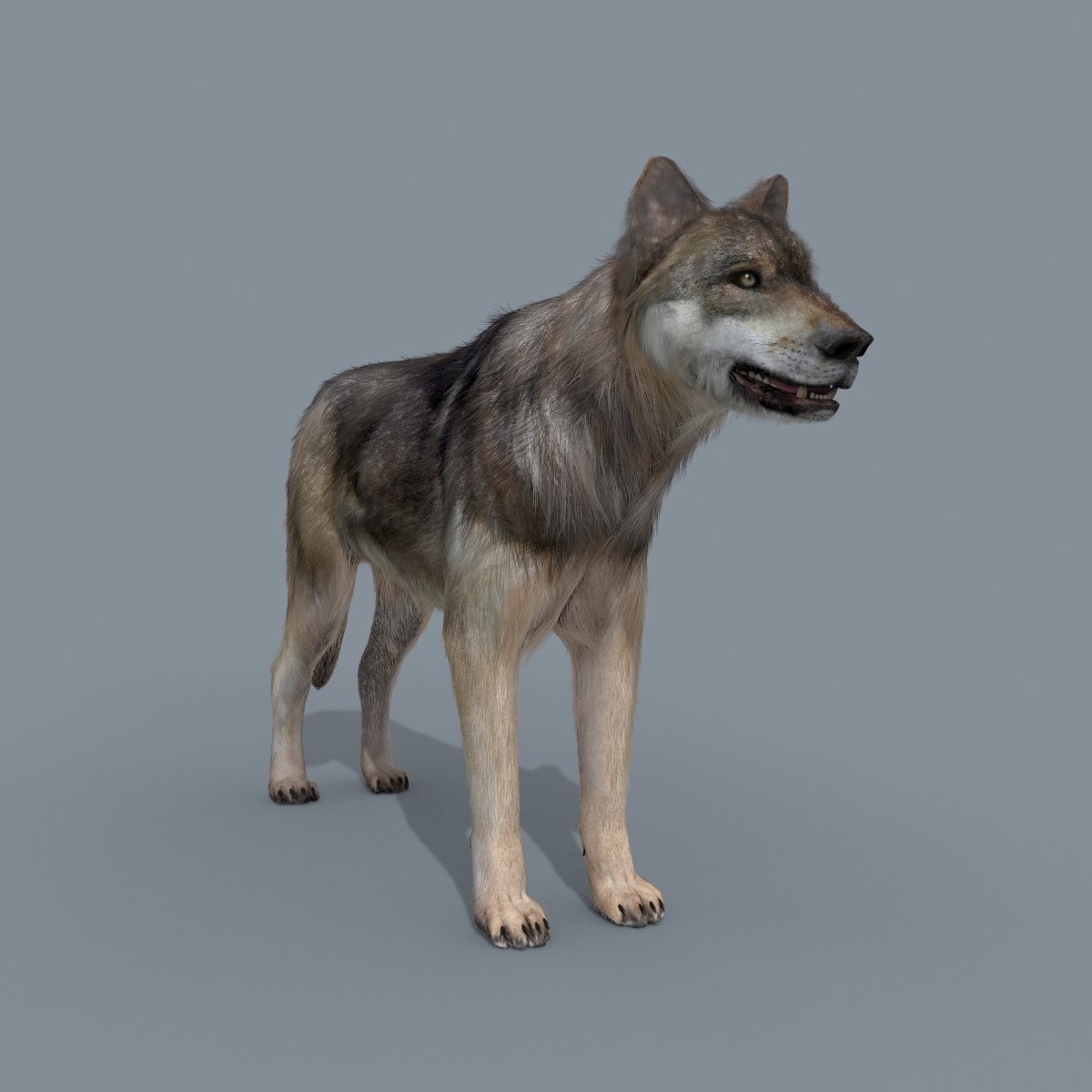Wolf models. Модель волка. Волк 3d. Волк 3d модель. Щенок волка 3d модель.