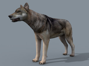 my wolf - 3d animated wolf model Modelo 3D