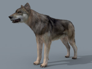 my wolf - 3d animated wolf model Modelo 3D