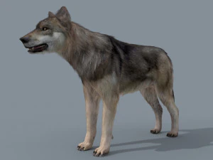 my wolf - 3d animated wolf model 3D Model