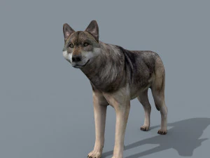 my wolf - 3d animated wolf model 3D Model