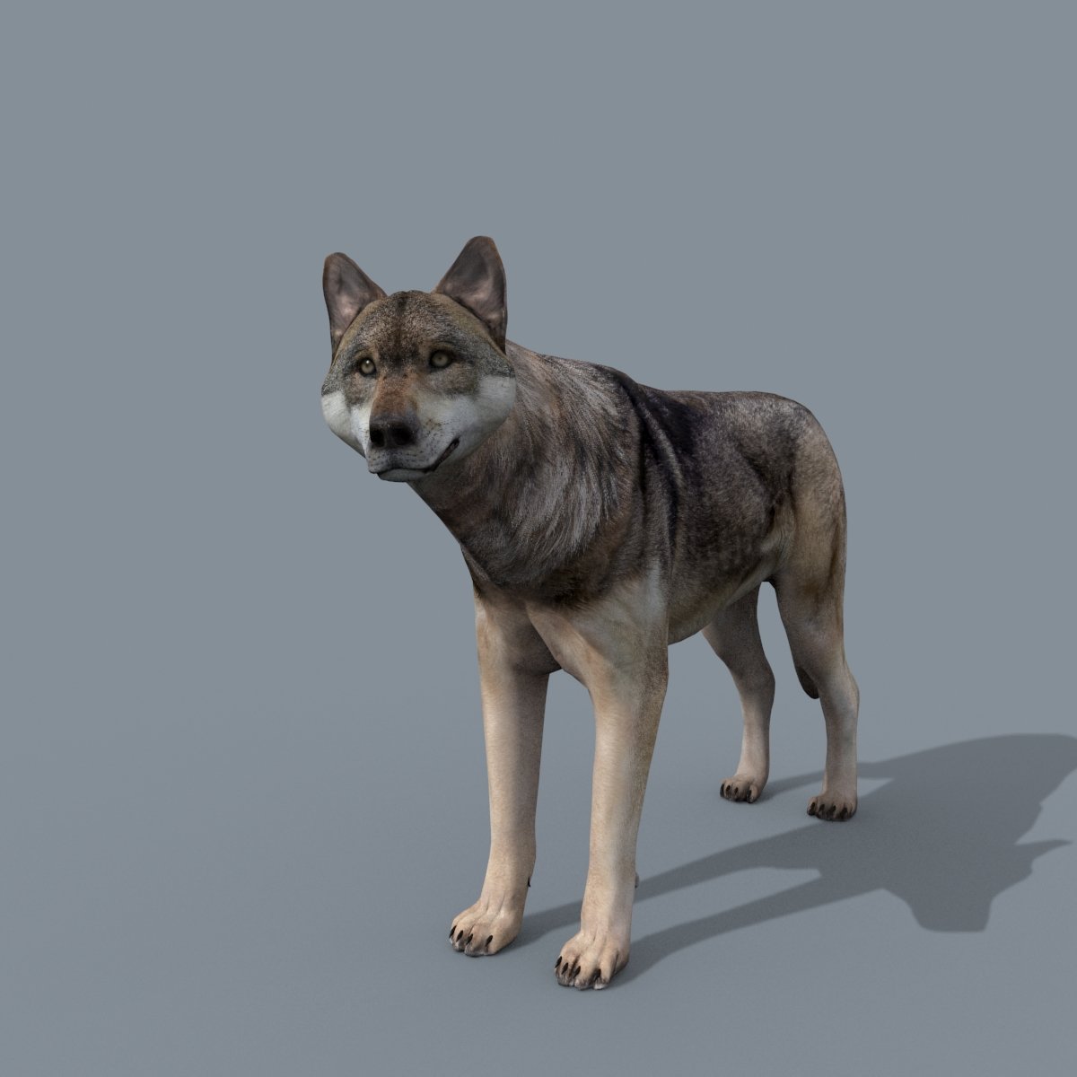 Wolf models. Волк 3d. 2d моделька волка. Wolf 3d model. Вороной 3d модель волка.