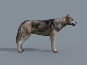 my wolf - 3d animated wolf model Modelo 3D