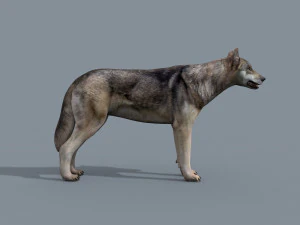 my wolf - 3d animated wolf model 3D Model