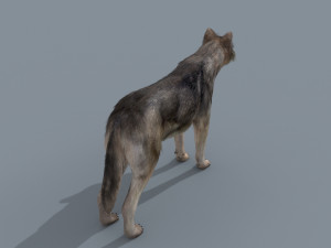 my wolf - 3d animated wolf model Modelo 3D