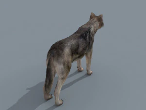 my wolf - 3d animated wolf model 3D Model