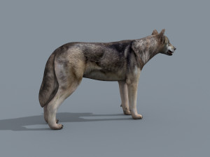 my wolf - 3d animated wolf model Modelo 3D