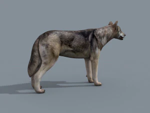 my wolf - 3d animated wolf model 3D Model