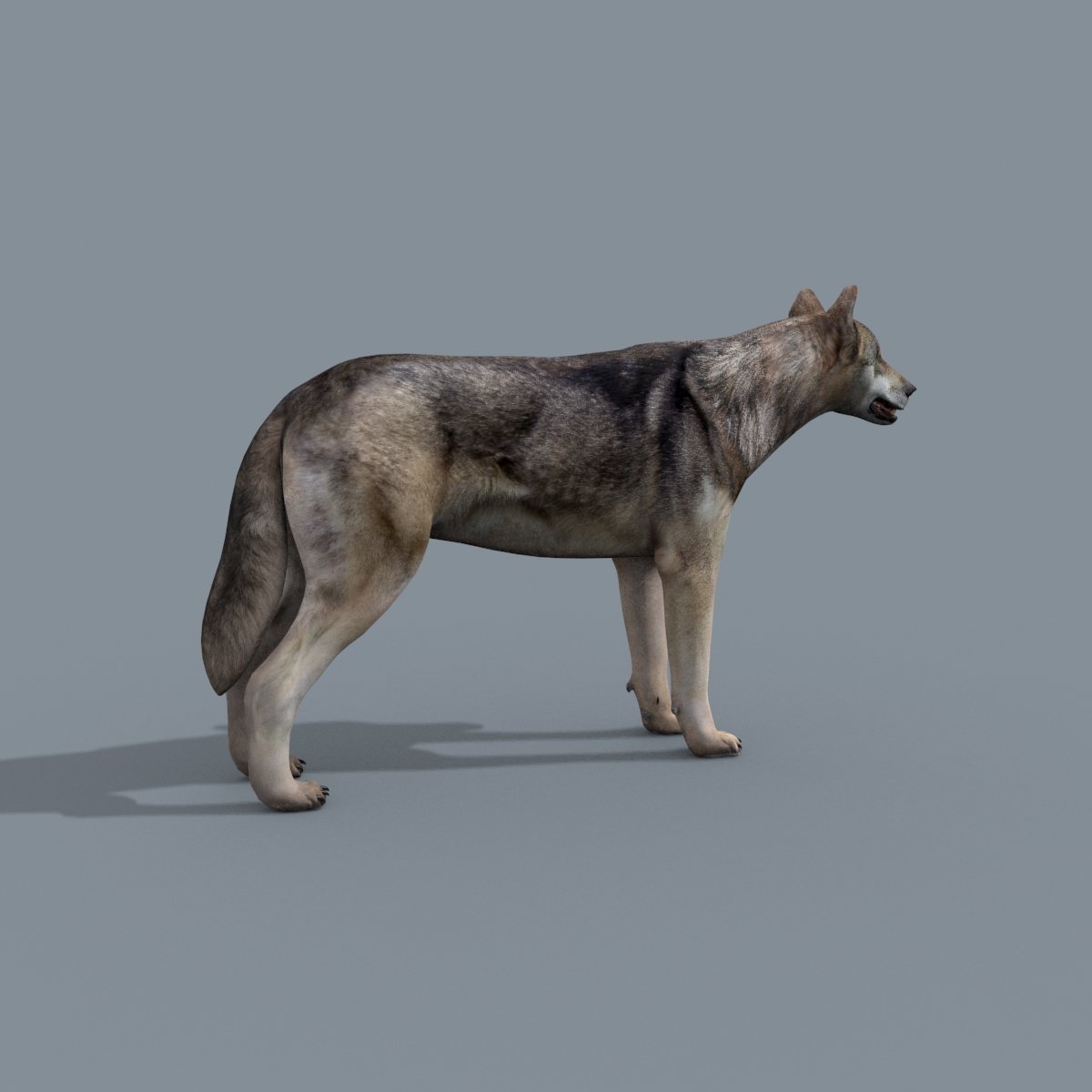 Модель wolf. Мейкер Волков. Волк 3д модель. Креатор волка. Ужасный волк рост.