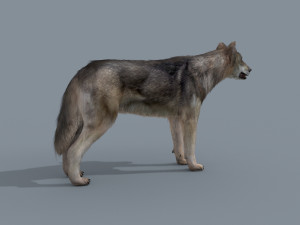 my wolf - 3d animated wolf model Modelo 3D