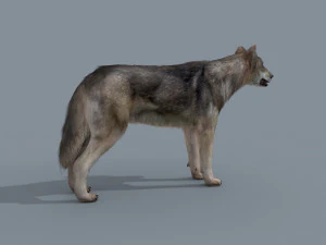 my wolf - 3d animated wolf model 3D Model