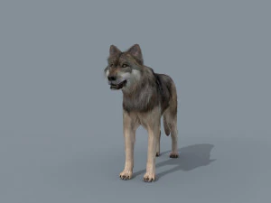 my wolf - 3d animated wolf model 3D Model