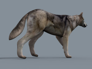 my wolf - 3d animated wolf model Modelo 3D