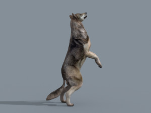 my wolf - 3d animated wolf model Modelo 3D