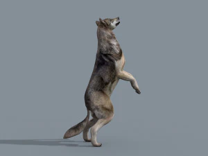 my wolf - 3d animated wolf model 3D Model