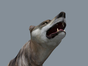 my wolf - 3d animated wolf model Modelo 3D