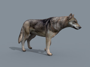 my wolf - 3d animated wolf model Modelo 3D
