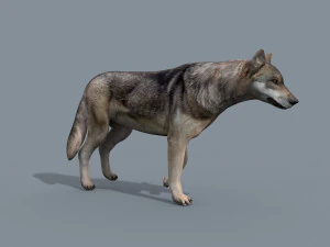 my wolf - 3d animated wolf model 3D Model