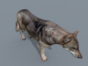 my wolf - 3d animated wolf model Modelo 3D