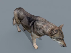 my wolf - 3d animated wolf model 3D Model
