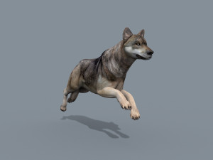 my wolf - 3d animated wolf model Modelo 3D