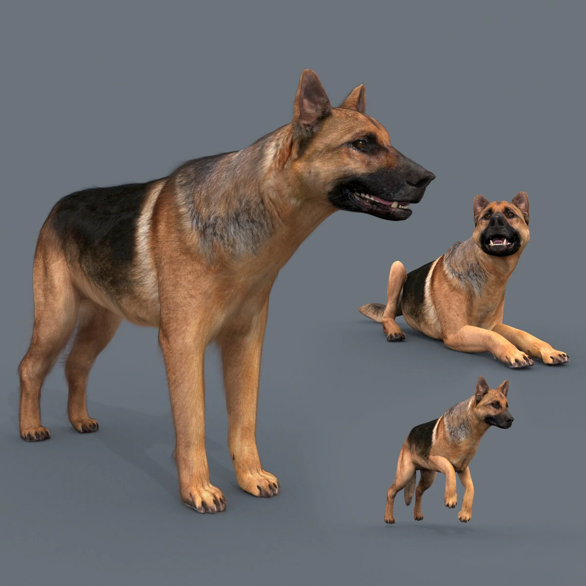 my dog - 3d animated dog model 3D Model .c4d .max .obj .3ds .fbx .stl .blend 