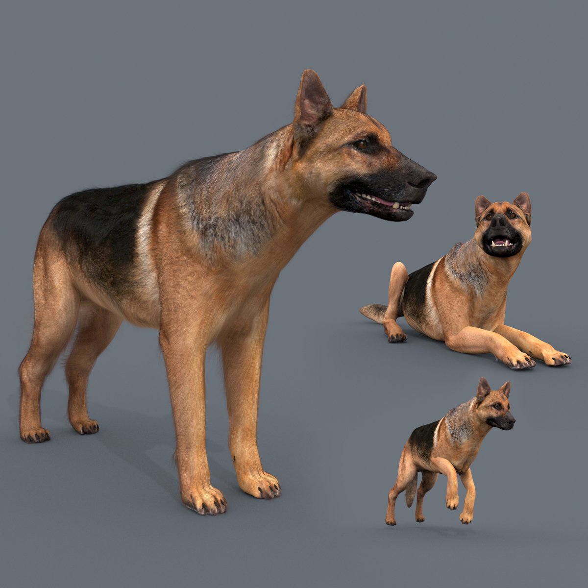 3 d собаки. Собак в Blender d 3-[. Blender 3d овчарка. Немецкая овчарка 3д. Моделирование собаки 3d Max.
