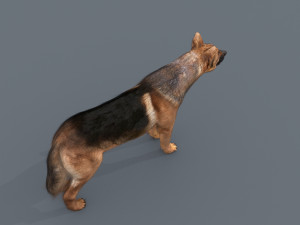 my dog - 3d animated dog model 3Dモデル