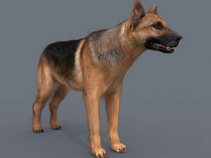 my dog - 3d animated dog model 3Dモデル