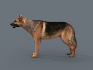 my dog - 3d animated dog model 3Dモデル