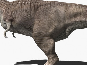 rex nest Modelo 3D