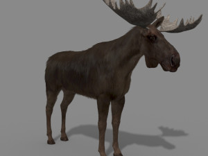 virtual moose 3D Model