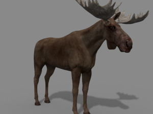 virtual moose 3D Model