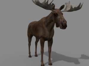 virtual moose 3D Model