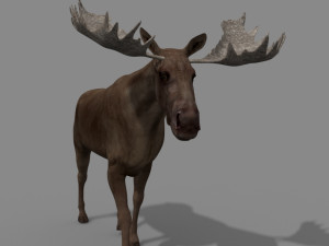 virtual moose 3D Model