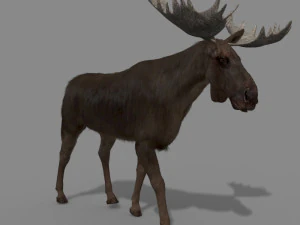 仮想ヘラジカ 3Dモデル