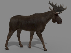 virtual moose 3D Model
