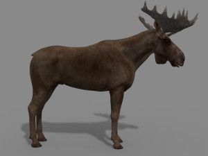 virtual moose 3D Model