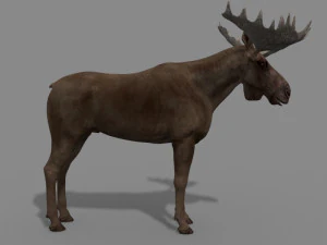 仮想ヘラジカ 3Dモデル