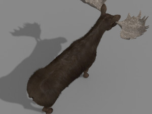virtual moose 3D Model