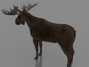 virtual moose 3D Model